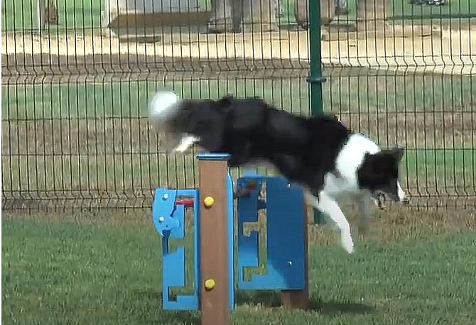 Circuitos caninos-agility-kemparq